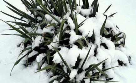 wintering yucca