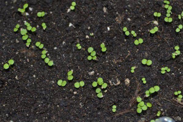 brotes de flores