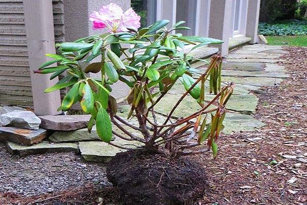 plant transplant