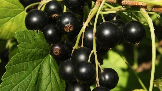 ripe currant