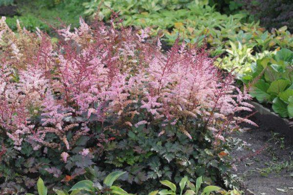 astilbe puķu dobiņā