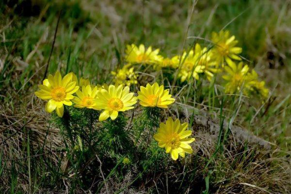 gazania keltainen