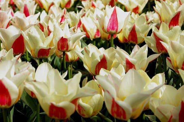 tulipanes en el jardín