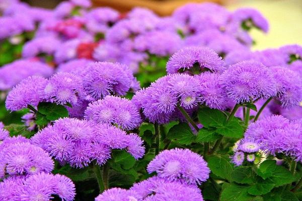 fleur pourpre