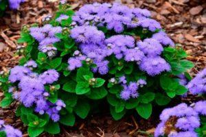 Plantación y cuidado de ageratum en campo abierto, reproducción y variedades.