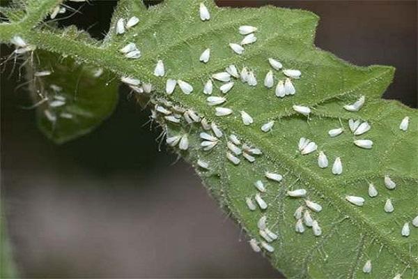 mariposa blanca