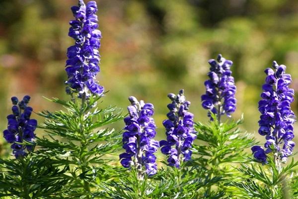 Fisher's aconite