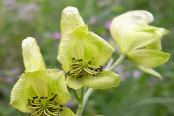 Bearded plant