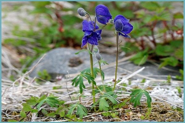 floreciendo en el bosque