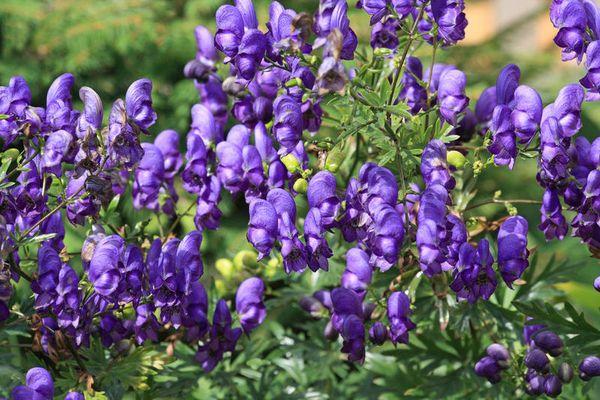 flores lilas