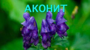 Medicinal properties and contraindications of Aconite herb, how to collect and store correctly