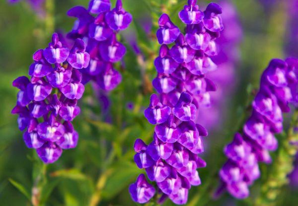 flores en el campo