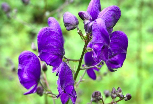 aconite ng bulaklak