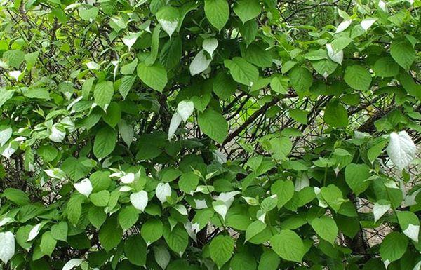 hojas de actinidia