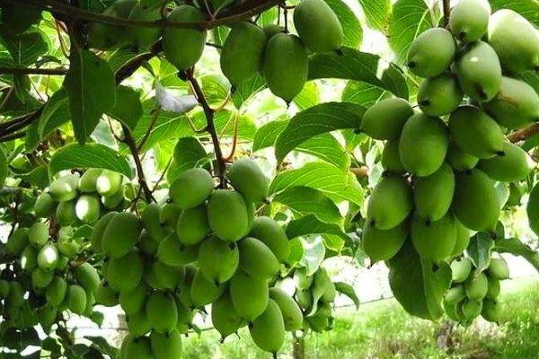 Fruit d'Actinidia