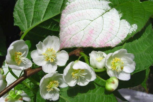 fleurs d'actinidia