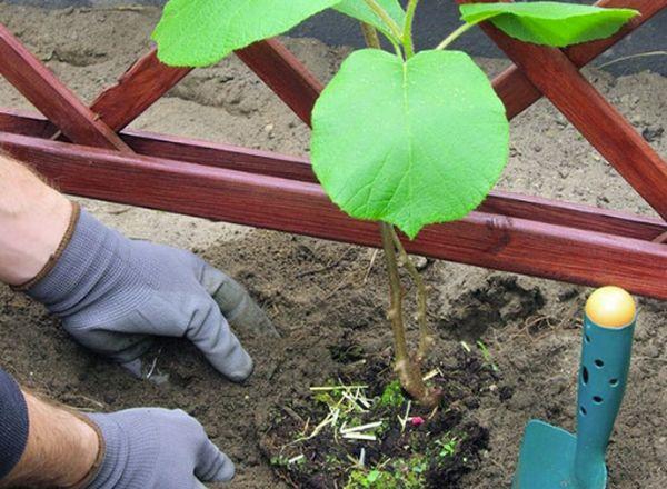 planting a seedling