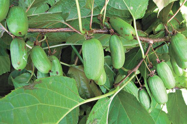 fruit d'actinidia