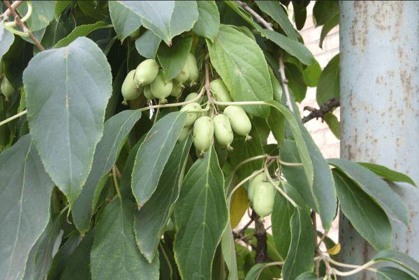 actinidia tree