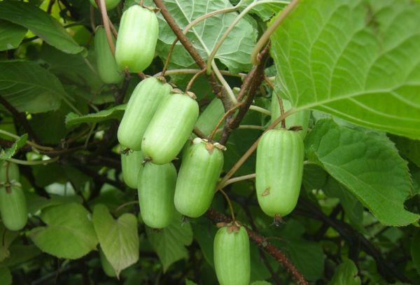 bayas de frutas