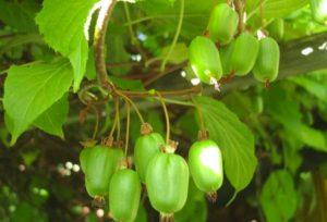 Cultivo y cuidado de actinidia en Siberia, una descripción de las mejores variedades de kiwi.