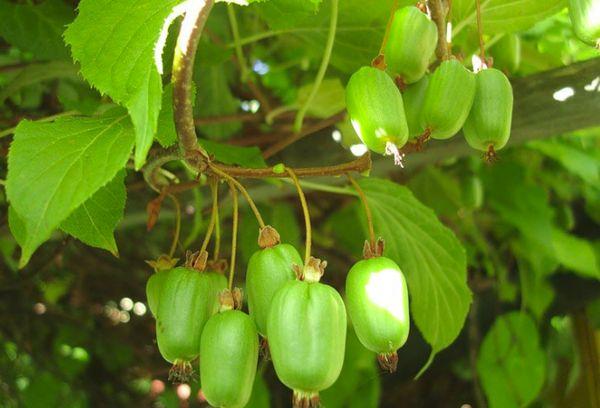 Bayas de actinidia