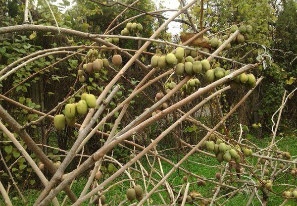 Actinidia on a trellis