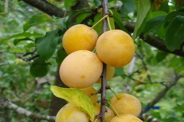 caractéristique de la prune cerise