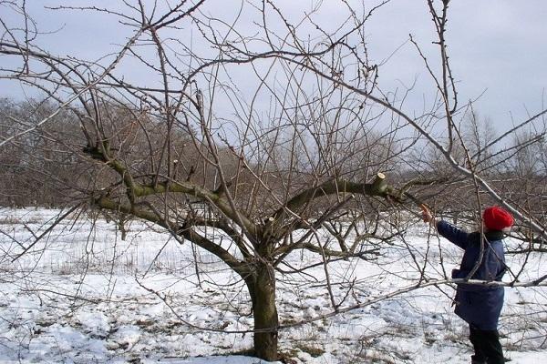 crece en invierno