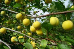 Descripción y características de la variedad de ciruela cereza Regalo a San Petersburgo, plantación y cuidado.