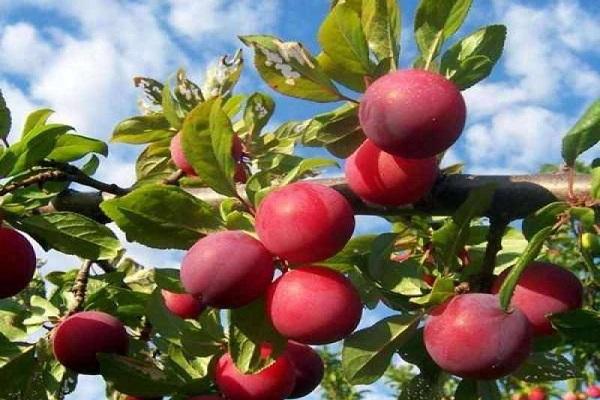 large fruits