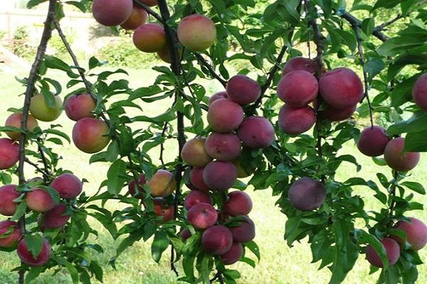 fruiting tree