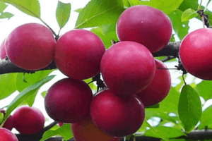 Description of the cherry plum variety Traveler, pollinators, planting and care