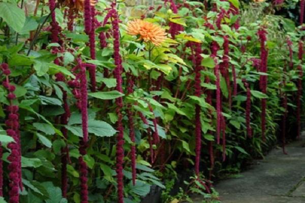 amaranth tailed