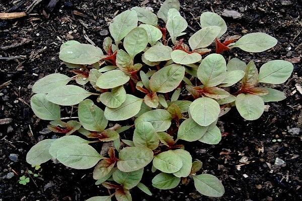 germination from seeds