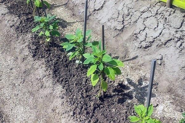 planted seedlings