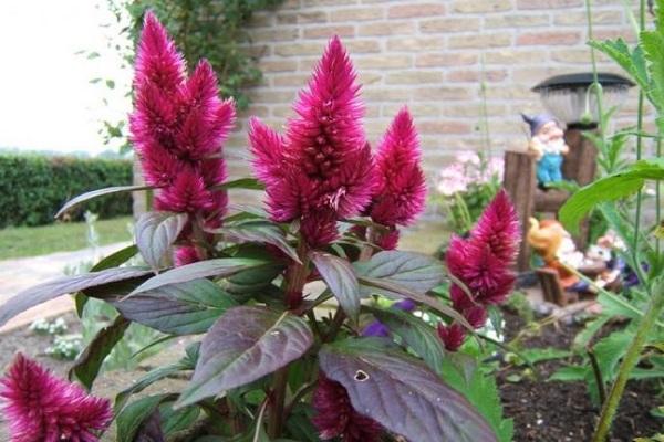 flowering seedlings