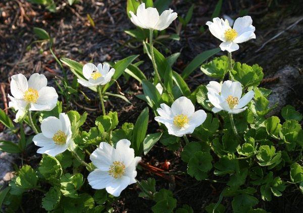 Anemone Canadian