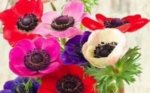 Description of varieties and types of anemones, planting and care in the open field