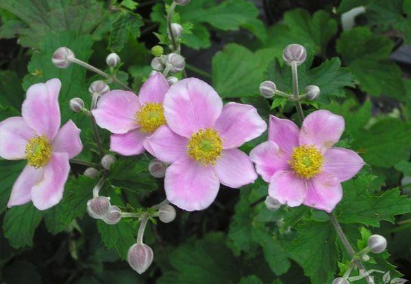 Anemone veltinis