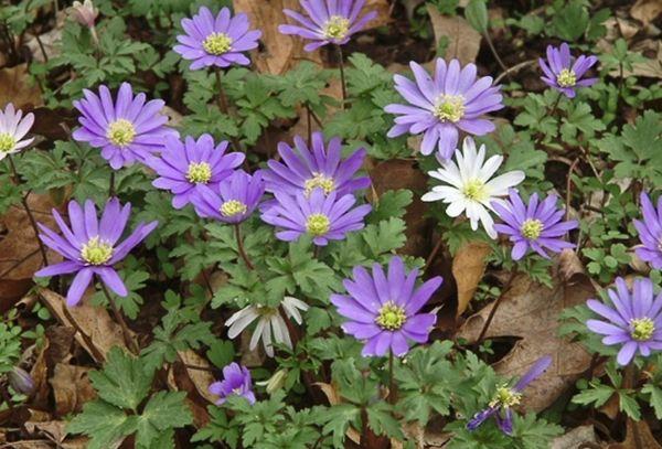 Anemone konkursas