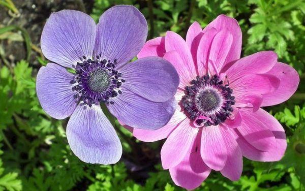 Anemone Lesser