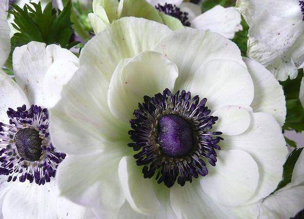 white anemone