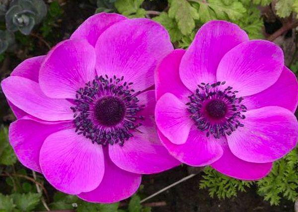 Anemone hibridas