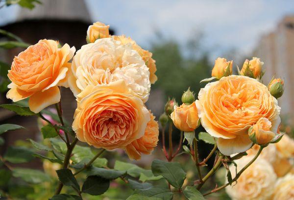 rosas hermosas