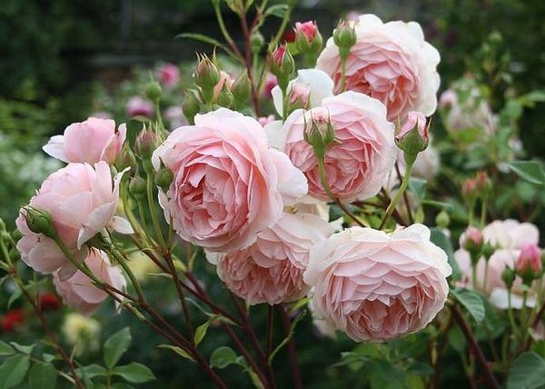 la croissance des roses