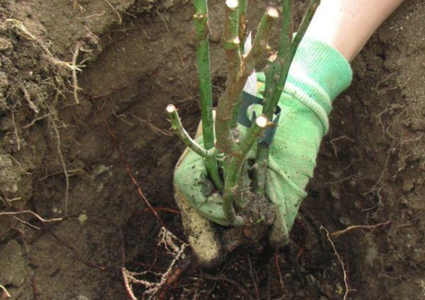 plantando rosas