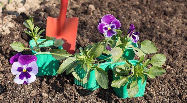 plantation de violettes