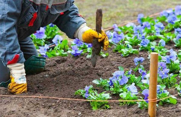 planter des fleurs