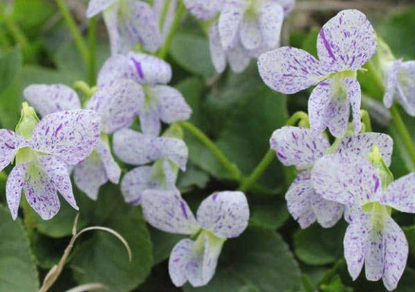 Taches de rousseur violettes